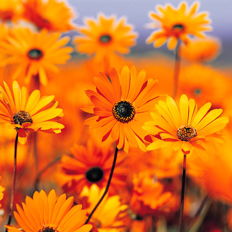 صورة الملف الشخصي لـ To7a