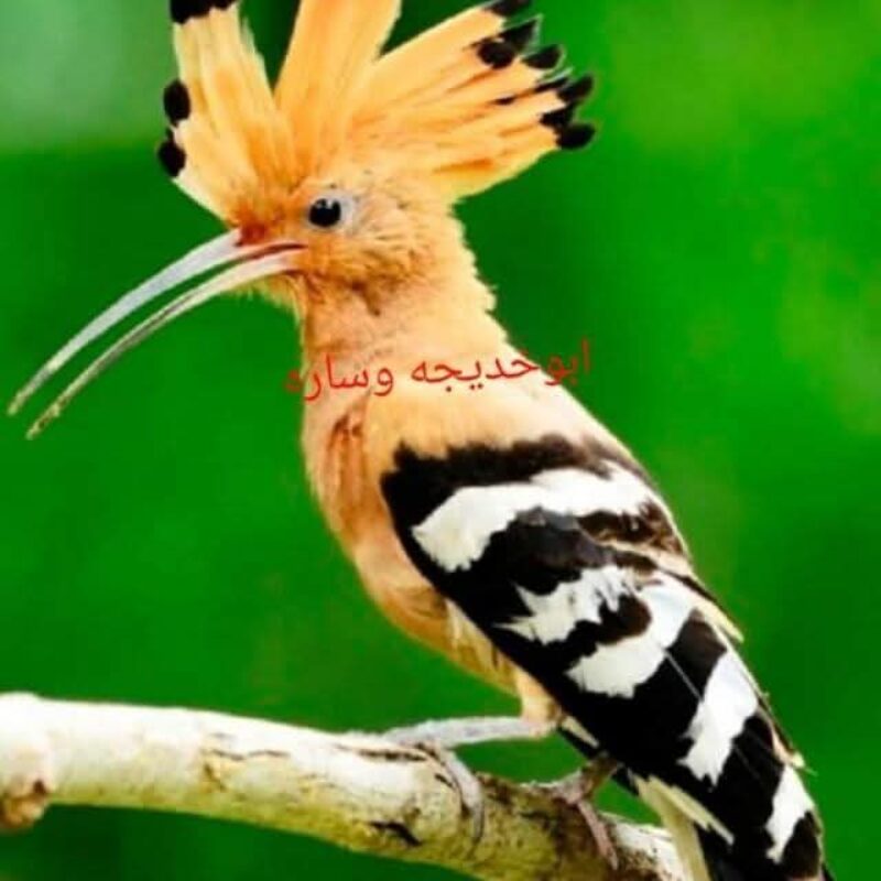 صورة الملف الشخصي لـ عبدالله حامدمحمدالضو